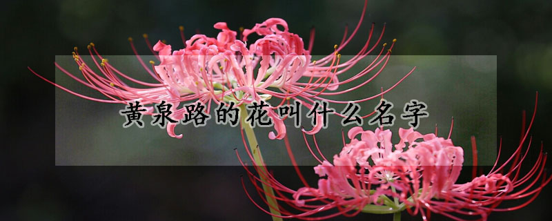 黃泉路的花叫什麼名字