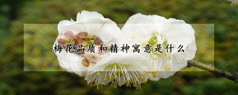 梅花品質和精神寓意是什麼
