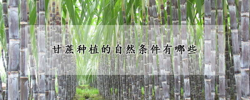 甘蔗種植的自然條件有哪些