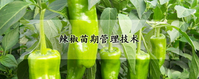辣椒苗期管理技術