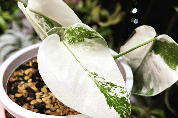 白錦龜背竹為什麼這麼貴 為什麼白錦龜背竹那麼貴