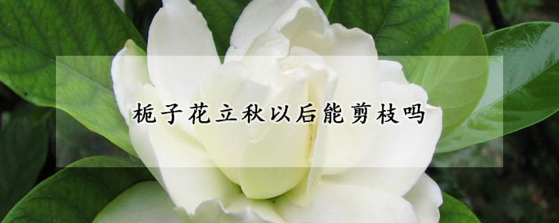 梔子花立秋以後能剪枝嗎
