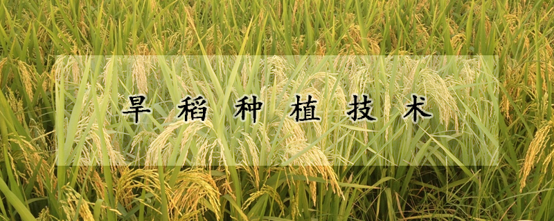 旱稻種植技術