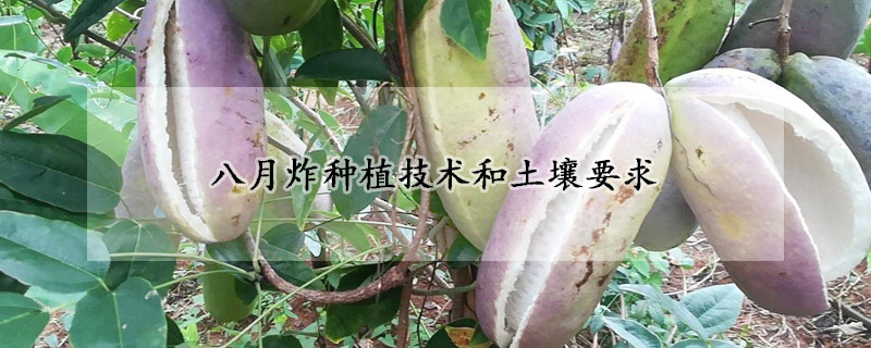 八月炸種植技術和土壤要求