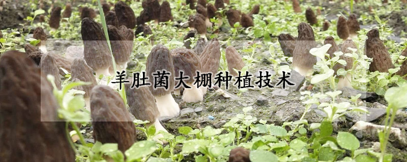 羊肚菌大棚種植技術