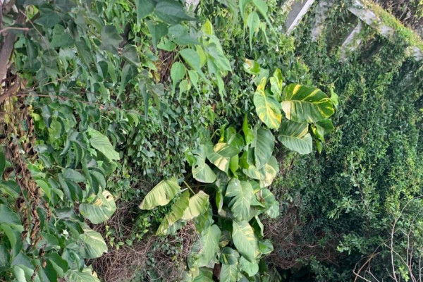 黃錦龜背竹為什麼貴 黃錦龜背竹怎麼這麼貴