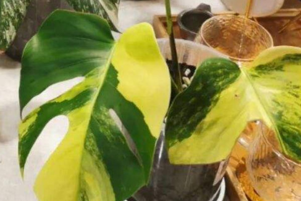 黃錦龜背竹為什麼貴 黃錦龜背竹怎麼這麼貴