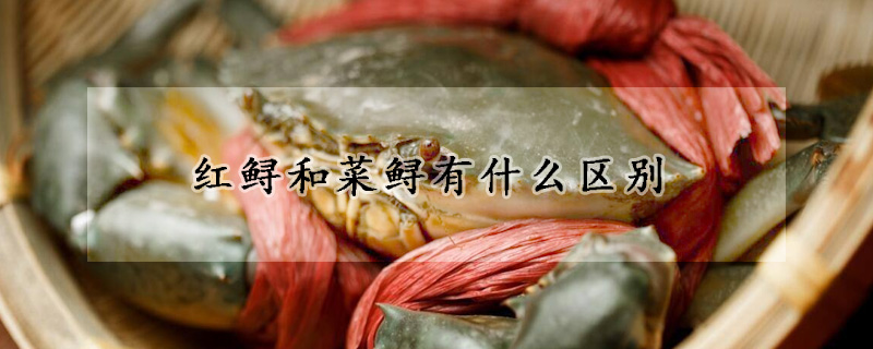 紅鱘和菜鱘有什麼區別