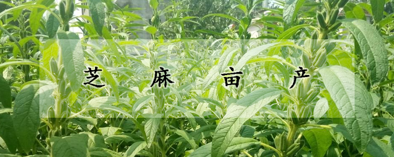 芝麻畝產