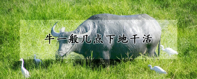 牛一般幾點下地幹活