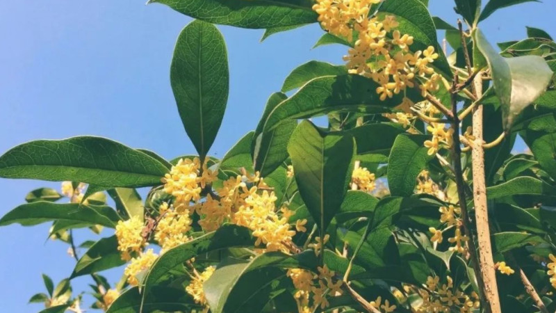 桂花為什麼叫木樨