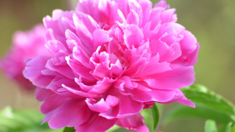 芍藥怎麼種植