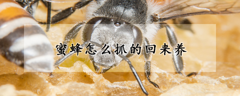 蜜蜂怎麼抓的回來養