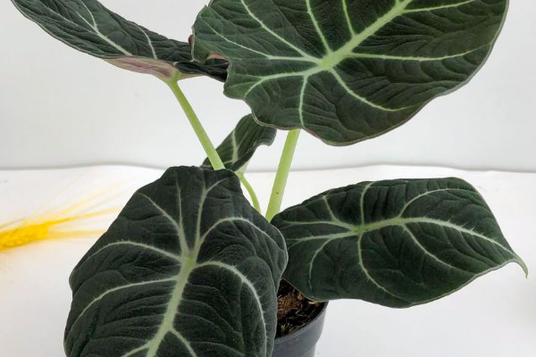 黑天鵝海芋的養殖方法 黑天鵝綠植怎麼養護