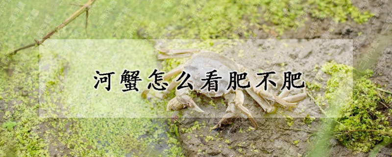 河蟹怎麼看肥不肥