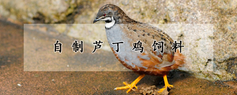 自製蘆丁雞飼料