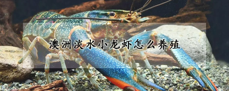 澳洲淡水小龍蝦怎麼養殖