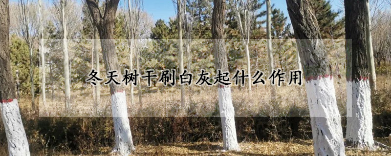 冬天樹幹刷白灰起什麼作用