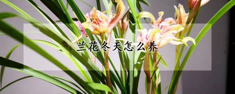 蘭花冬天怎麼養