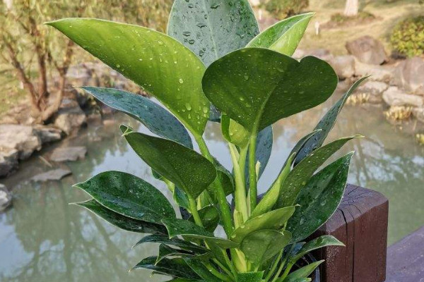 蔓綠絨屬於什麼科 蔓綠絨開花嗎