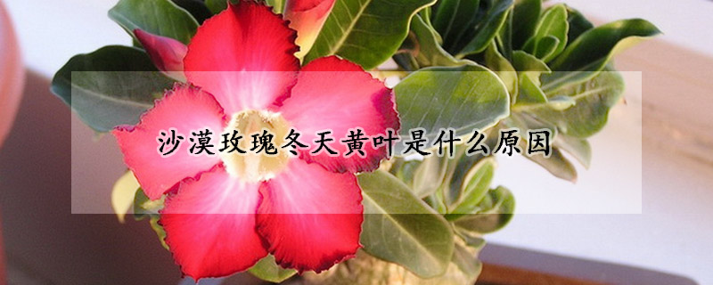 沙漠玫瑰冬天黃葉是什麼原因