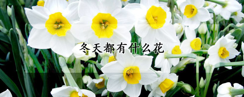 冬天都有什麼花