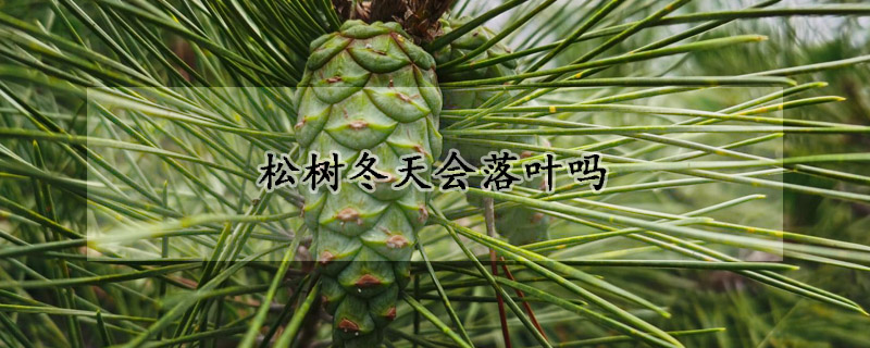 鬆樹冬天會落葉嗎