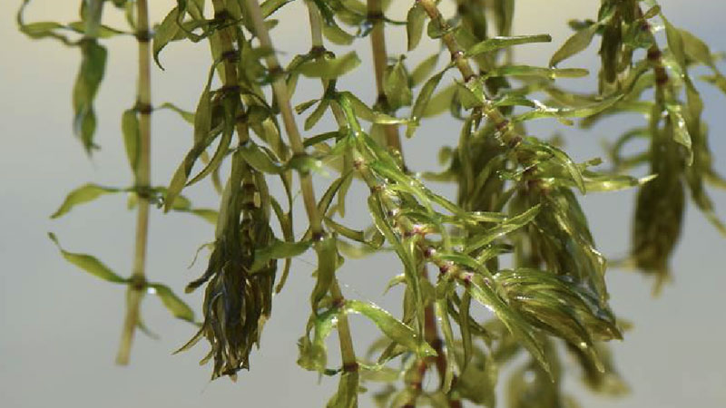 黑藻是什麼植物