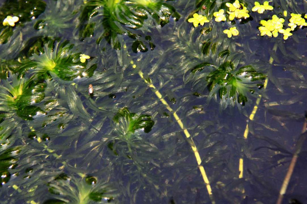 黑藻是什麼植物
