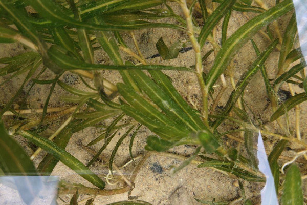 黑藻是什麼植物