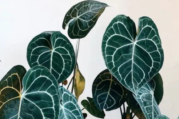 水晶花燭為什麼貴 花燭為什麼那麼貴