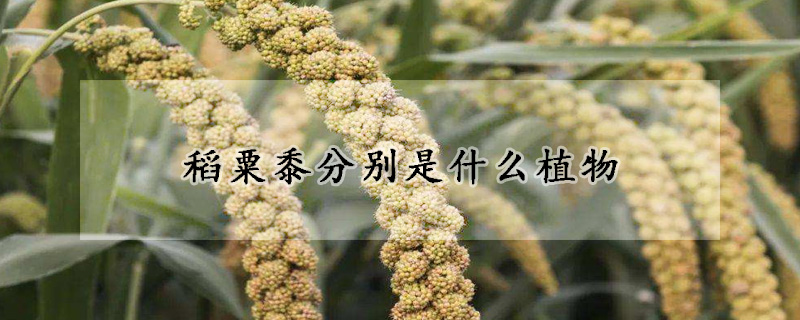 稻粟黍分別是什麼植物