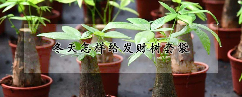冬天怎樣給發財樹套袋
