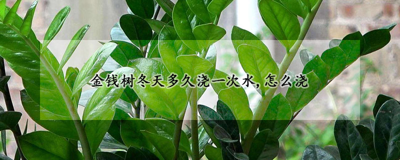 金錢樹冬天多久澆一次水,怎麼澆