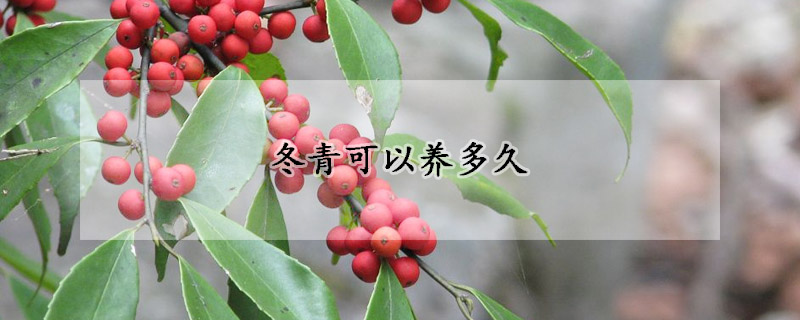 冬青可以養多久