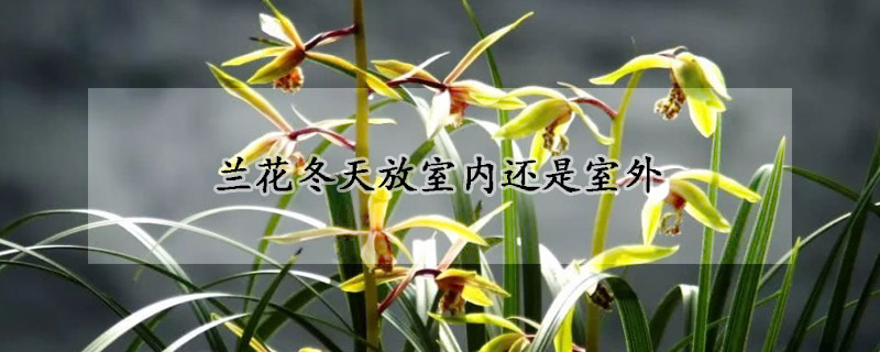 蘭花冬天放室內還是室外