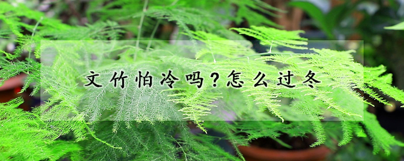 文竹怕冷嗎?怎麼過冬