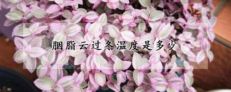 胭脂雲過冬溫度是多少