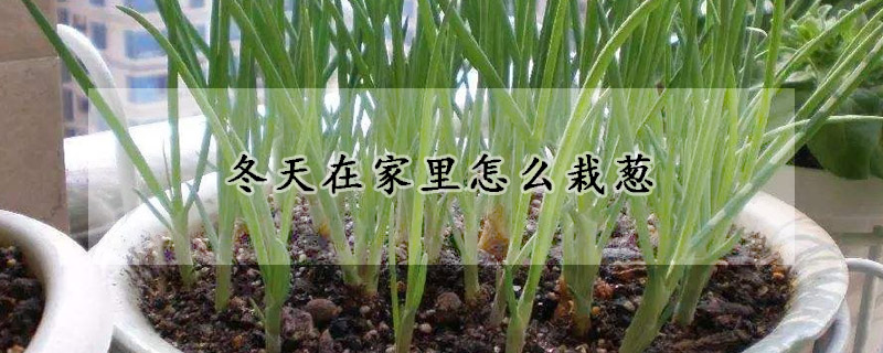 冬天在家裏怎麼栽蔥