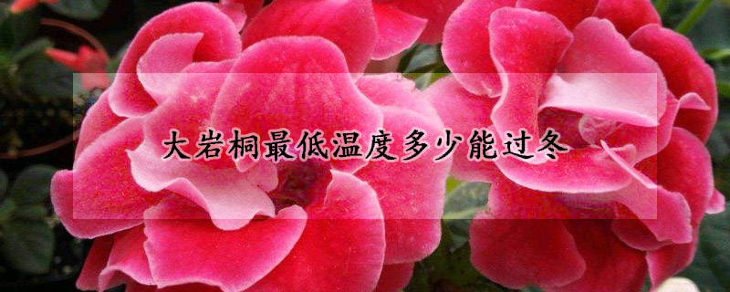 大岩桐最低溫度多少能過冬