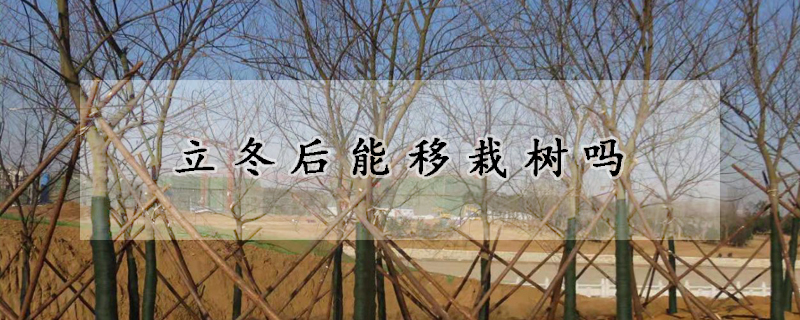 立冬後能移栽樹嗎
