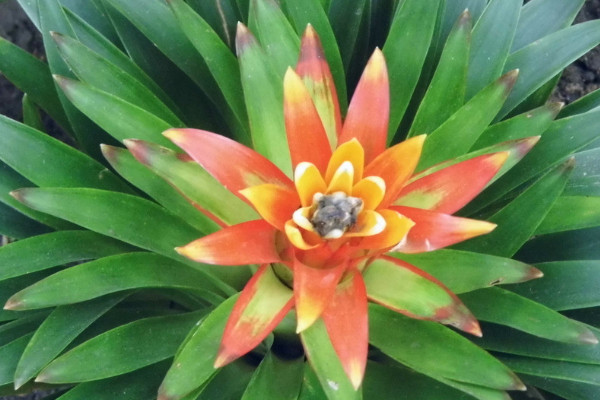 春節擺放的花 春節家裏擺什麼花喜慶