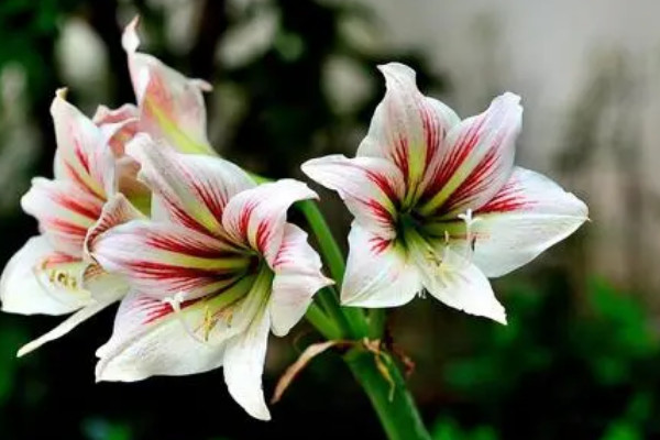 春節擺放的花 春節家裏擺什麼花喜慶