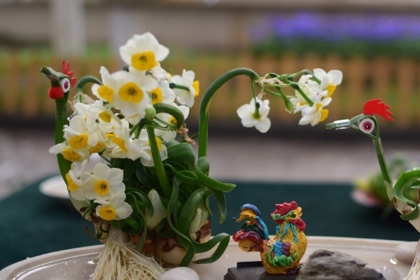 春節期間什麼花開得最好 春節什麼花開得最旺