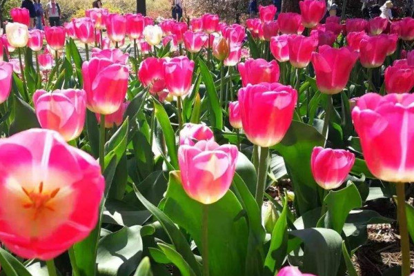 春節期間什麼花開得最好 春節什麼花開得最旺