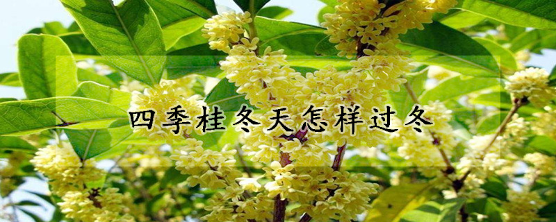 四季桂冬天怎樣過冬