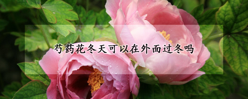 芍藥花冬天可以在外麵過冬嗎