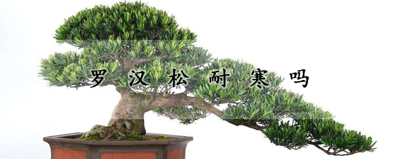 羅漢鬆耐寒嗎