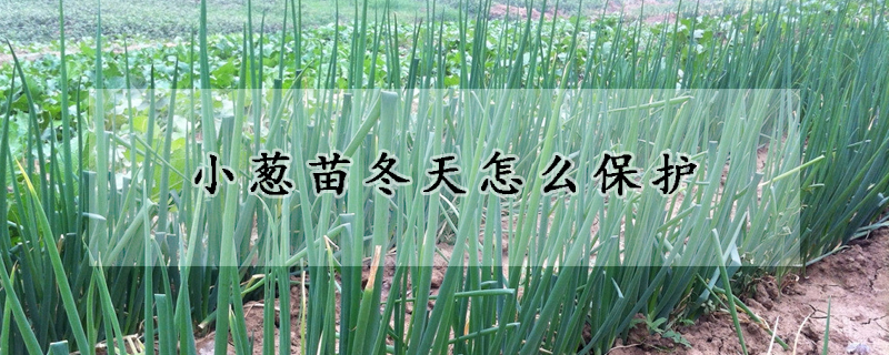 小蔥苗冬天怎麼保護