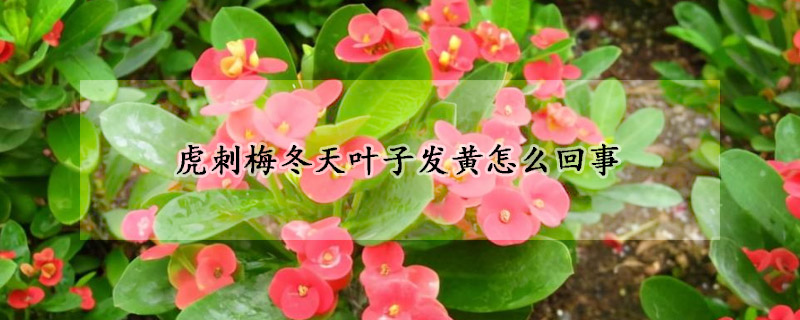 虎刺梅冬天葉子發黃怎麼回事